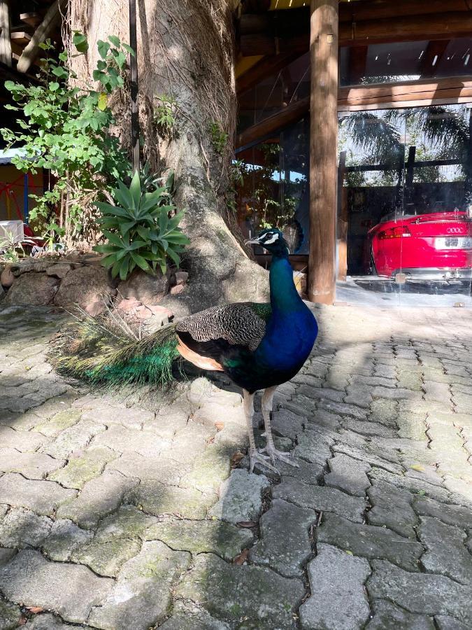 Pousada Familiar Casa Amarela São Gabriel Exteriör bild